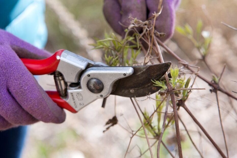 4 Essential Winter Pruning Moves